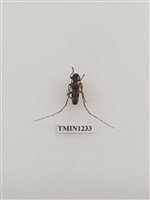 藏品(台灣矢尾天牛)的圖片
